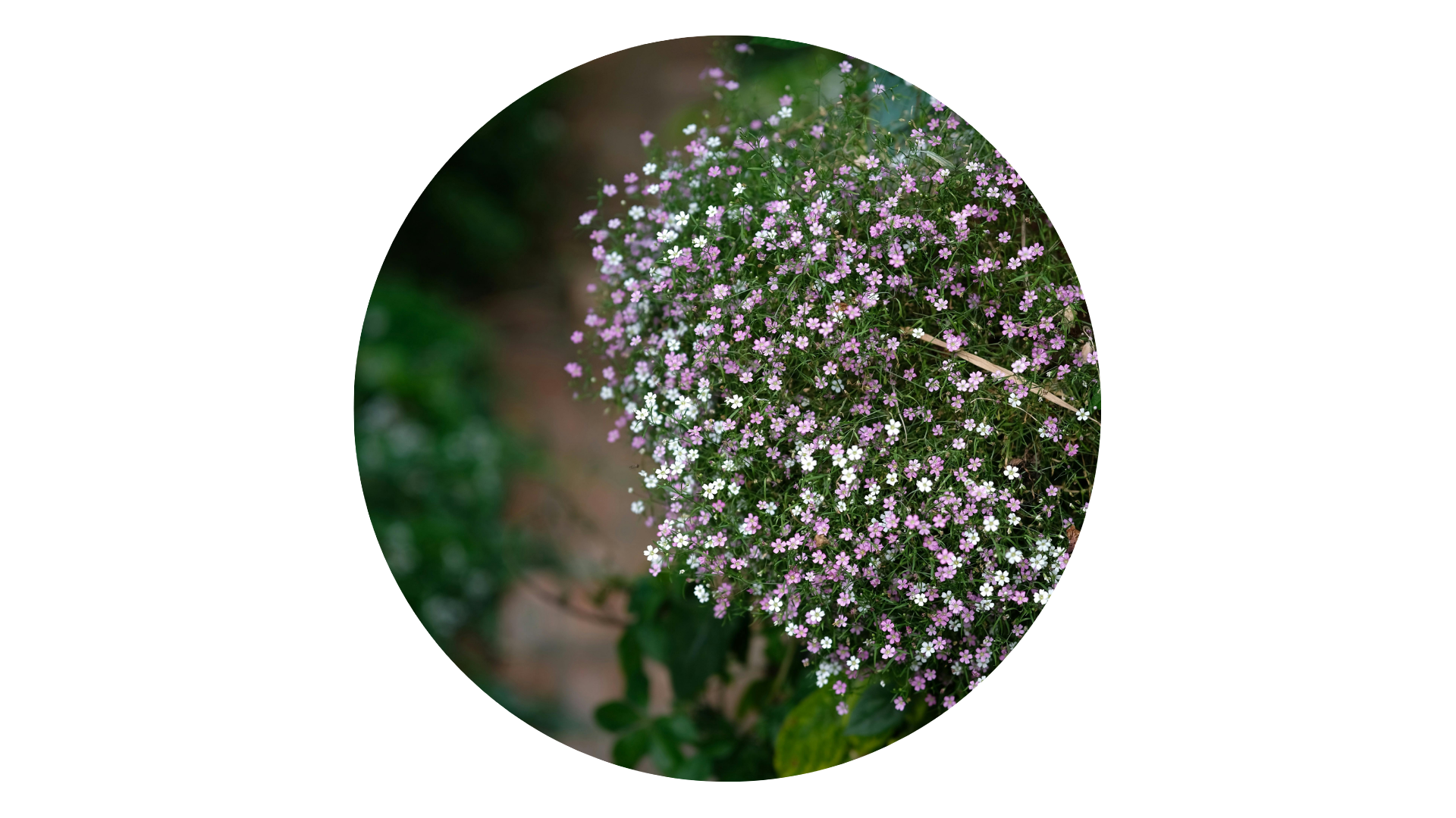 Grusnejlika 'Cotton Candy'