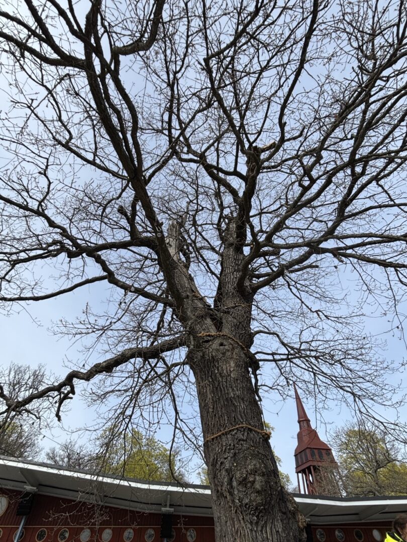 Ny rotmiljö för eken på Skansen